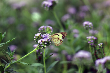 Brown-Veined White Butterfly