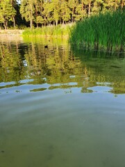 Forest Lake