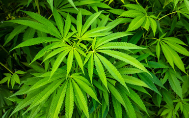 Field of marijuana plant, natural cannabis background