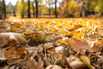 Autumn scene with a lot of yellow, red, orange leaves on a ground. Oak and maple leaves in the fall