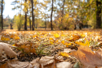 Autumn scene with a lot of yellow, red, orange leaves on a ground. Oak and maple leaves in the fall