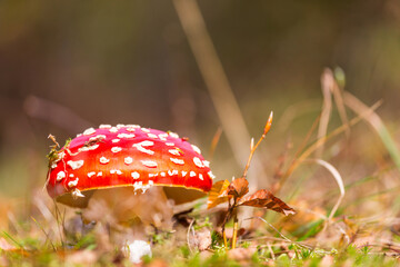 Spotted toadstool