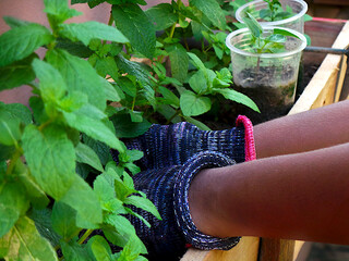 Hands wearing gardening gloves getting ready to harvest spearmint plants with other gardening cups in the background