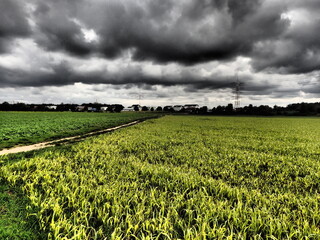 Bedrohliche dunkle Wolken ueber gelbgruenen Feldern