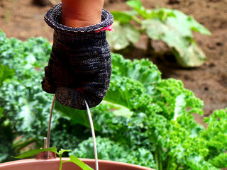 Close up of a gardeners hand holding a bucket with blurred kale plants in the background