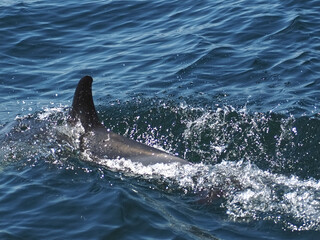 Fototapeta premium Free dolphins swimming and fishing in the sea