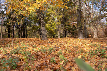 Autumn scene with a lot of yellow, red, orange leaves on a ground. Oak and maple leaves in the fall