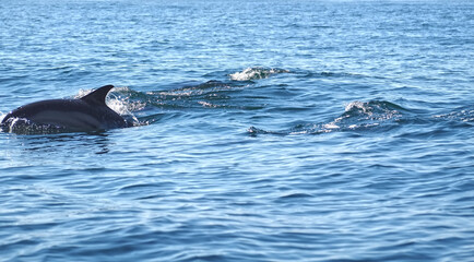 Obraz premium Free dolphins swimming and fishing in the sea