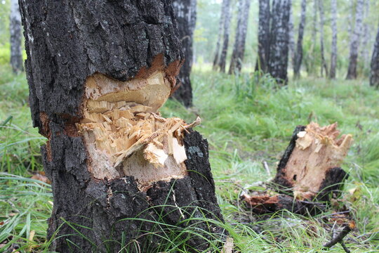 Cut Tree With Wood In The Forest Poachers Ruined Nature For Firewood