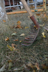 Garden rake against the background of dried autumn grass and foliage. Ocher, yellow, burgundy