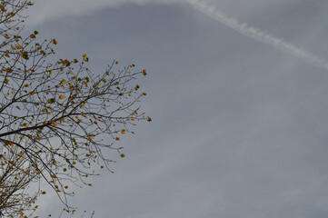 Poplar branches with the last autumn leaves against the sky with cirrostratus clouds