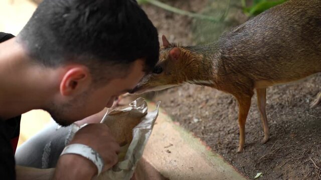 The guy takes food from a paper bag and feeds the mouse deer (tragulus kanchil)