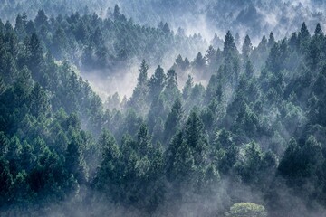 霧の立ち込める雨上がりの杉山