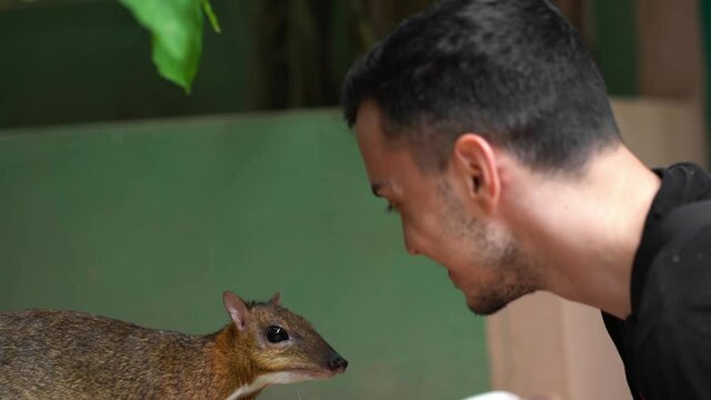 The guy takes food from a paper bag and feeds the mouse deer (tragulus kanchil)