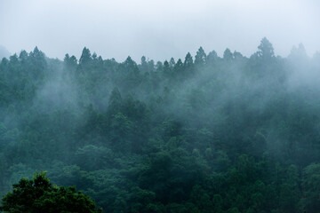 霧の立ち込める雨上がりの杉山