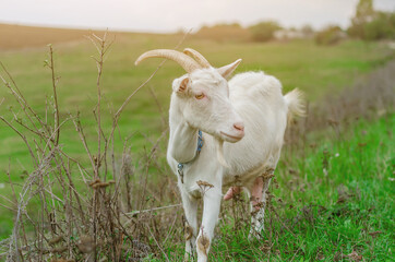 Obraz na płótnie Canvas Domestic white goat grazes on a green pasture.