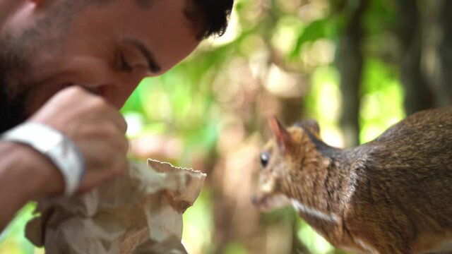 The guy takes food from a paper bag and feeds the mouse deer (tragulus kanchil)