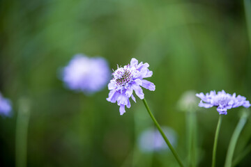 高原に咲くマツムシソウの花