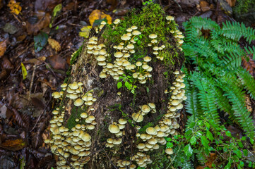 日本百名山　秩父両神山の景色