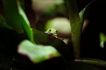 Red-eyed Treefrog (Agalychnis callidryas)