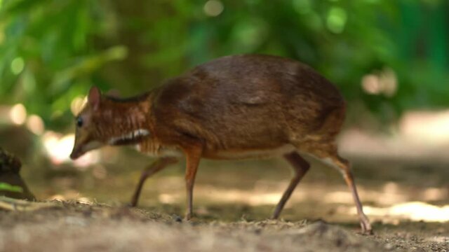 Kanchil is an amazing cute baby deer from the tropics. The mouse deer is one of the most unusual animals. Cloven-hoofed mouse.
