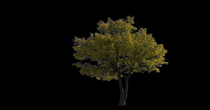 A small tree isolated on black background. Autumn or fall yellow leaves - Apple ProRes 422 with Luma mate Alpha channel. High-quality footage ready for compositing