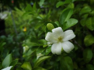 Orange Jasmine, White flowers with green leaves in the background.