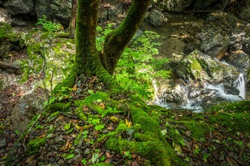 日本百名山　秩父両神山の景色