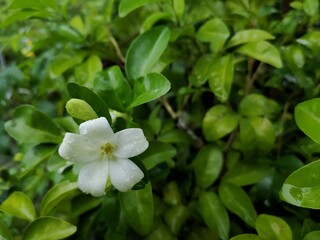 Orange Jasmine, White flowers with green leaves in the background.