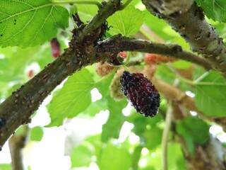 Fresh mulberries on the tree.