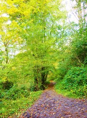path in the forest