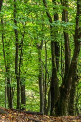 日本百名山　秩父両神山の景色