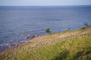 Terraced field called 