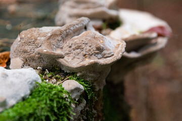 Moss and fungi grow in symbiosis on a tree trunk