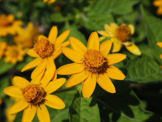 メランポジウム