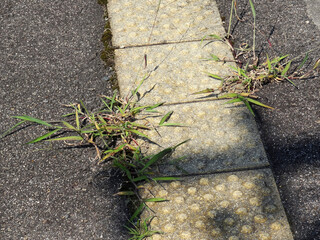 点字ブロックの間から生える雑草
