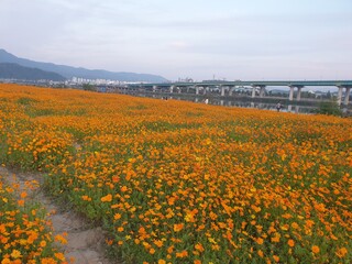 yellow, orage kosmos flowers in Daejeon, South Korea © 태연 김