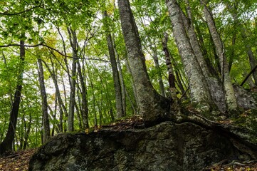 日本百名山　秩父両神山の景色