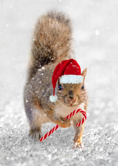 Squirrel Santa. Cute squirrel with a Christmas hat and a tiny candy cane in the snow. Animal fun holiday greeting card.