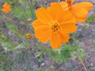yellow, orage kosmos flowers in Daejeon, South Korea © 태연 김