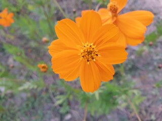 yellow, orage kosmos flowers in Daejeon, South Korea © 태연 김