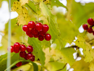 lingonberry berries in the forest