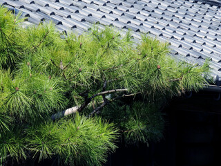 松の枝振りと屋根瓦