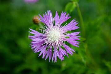 flower bud top view