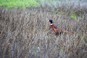 Fototapeta premium Common Pheasant (phasianus colchicus) walking across a harvested field in East Grinstead