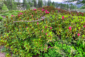 Alpine azalea around lake Arpy 2066m. Alps, Italy. Valle d'Aosta Region. HDR.