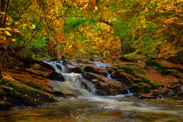 Autumn colour with the river at the Birks of Aberfeldy in Perthshire, Scotland.