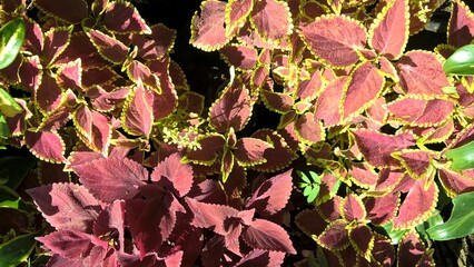 scenic view of coleus plants also called Coleus blumei or Plectranthus scutellarioides 