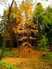 Fototapeta premium autumn in the forest