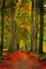 Autumnal trees at the Avenue of Trees in Crieff, Perthshire, scotland.